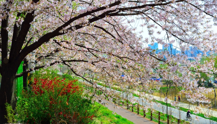 	벚꽃명소<br>
	봄이오면 전국에 벚꽃 명소는 난리다. 여의도 윤중로 진해 해군사관학교 등등 사진을 찍으러 가면 벚꽃을 찍는건지 사람을 찍는건지 모를 정도 몇 년간 코로나19 때문에 벚꽃명소를 통제해서 사진을 찍지 못했는데 올...